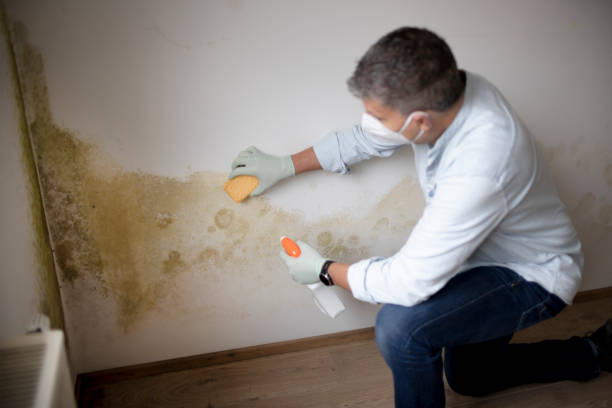 Brazil, IN Mold Removal Company