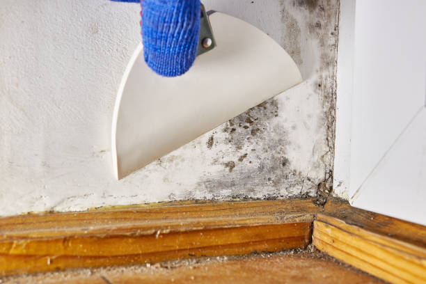 Mold Removal for HVAC Installations in Brazil, IN