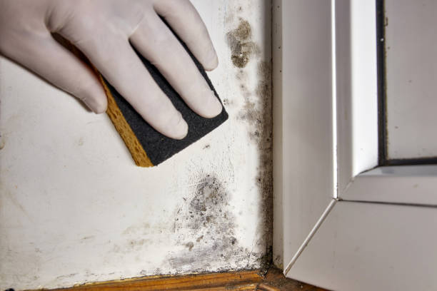 Best Mold Removal for HVAC Installations  in Brazil, IN